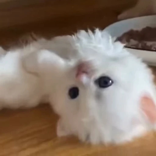 🐱 Стикер «*mew*mew*» для Telegram