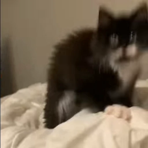 🐱 Стикер «*mew*mew*» для Telegram