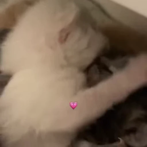 🐱 Стикер «*mew*mew*» для Telegram