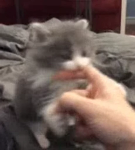 🐱 Стикер «*mew*mew*» для Telegram