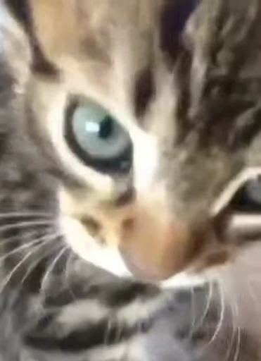 🐱 Стикер «*mew*mew*» для Telegram