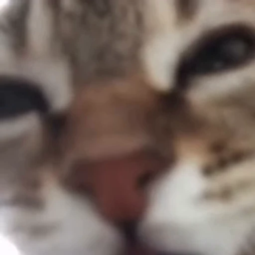 🐱 Стикер «*mew*mew*» для Telegram