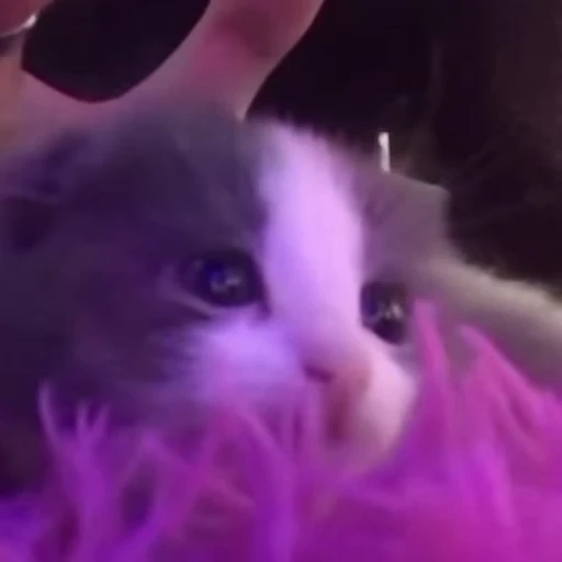 🐱 Стикер «*mew*mew*» для Telegram