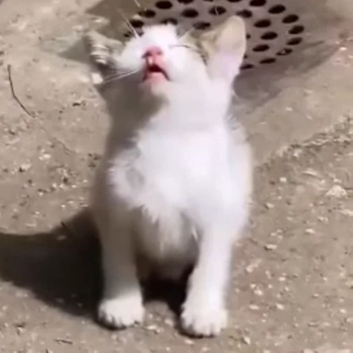 🐱 Стикер «*mew*mew*» для Telegram