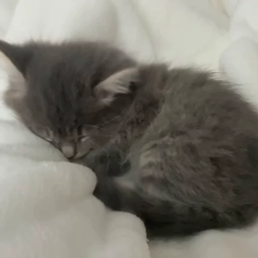 🐱 Стикер «*mew*mew*» для Telegram