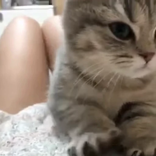 🐱 Стикер «*mew*mew*» для Telegram