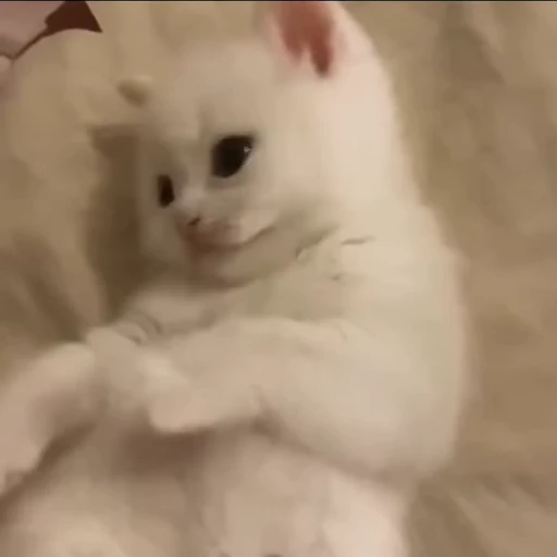 😺 Стикер «*mew*mew*» для Telegram