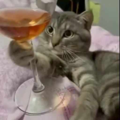 🍾 Стикер «*mew*mew*» для Telegram