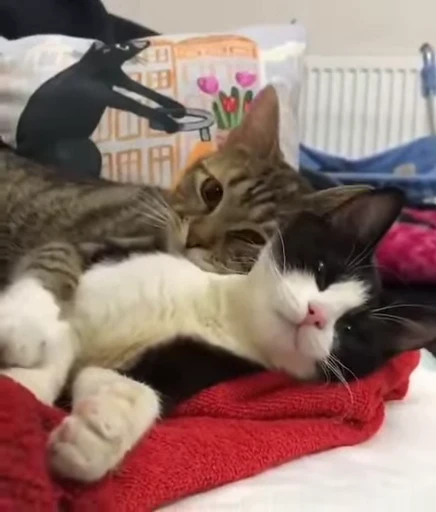 🐱 Стикер «*mew*mew*» для Telegram