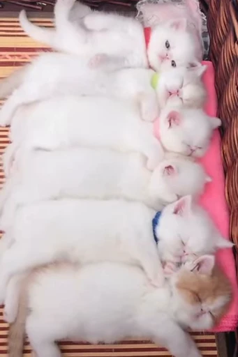 🐱 Стикер «*mew*mew*» для Telegram