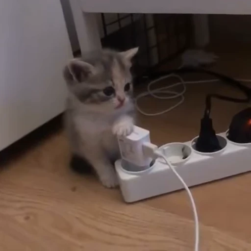 🐱 Стикер «*mew*mew*» для Telegram