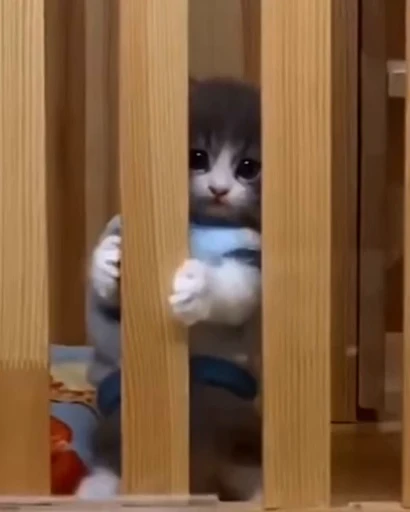 🐱 Стикер «*mew*mew*» для Telegram