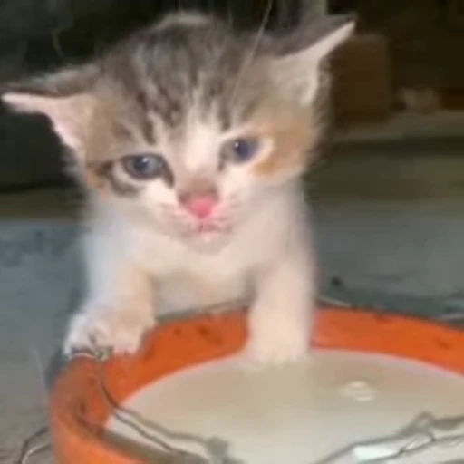 🐾 Стикер «*mew*mew*» для Telegram