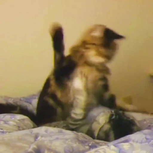 🫂 Стикер «*mew*mew*» для Telegram