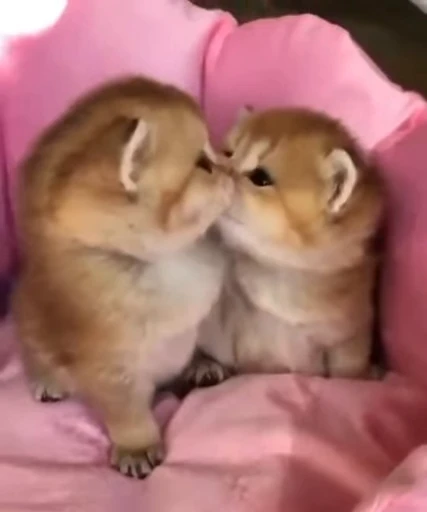 🐱 Стикер «*mew*mew*» для Telegram