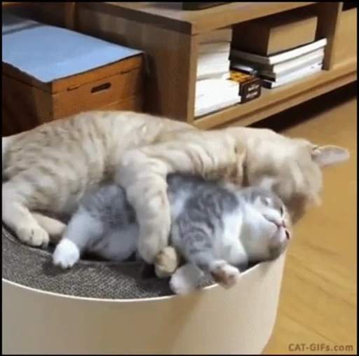🐱 Стикер «*mew*mew*» для Telegram