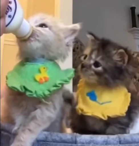 🐾 Стикер «*mew*mew*» для Telegram