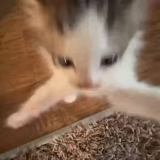 🐾 Стикер «*mew*mew*» для Telegram