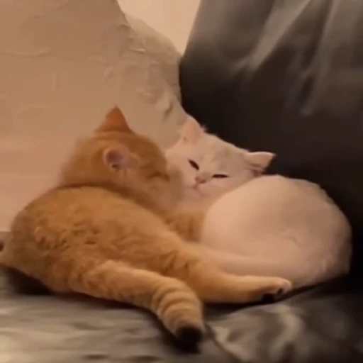 🐱 Стикер «*mew*mew*» для Telegram