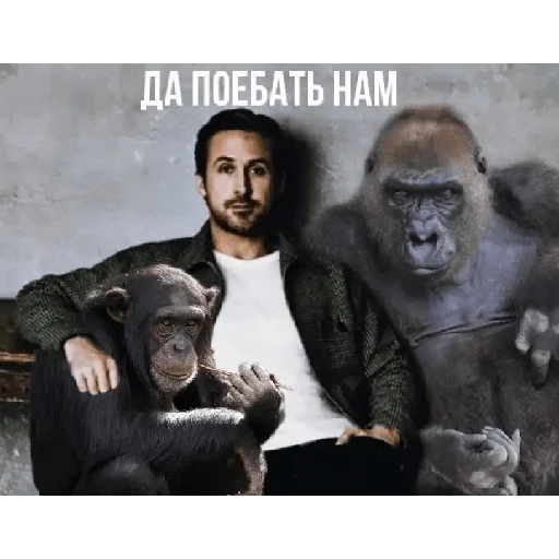 🦍 Стикер «Райан Поебослинг PavloBozh» для Telegram