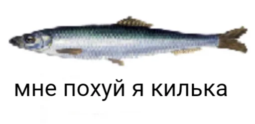 🐟 Стикер «пиздец...» для Telegram