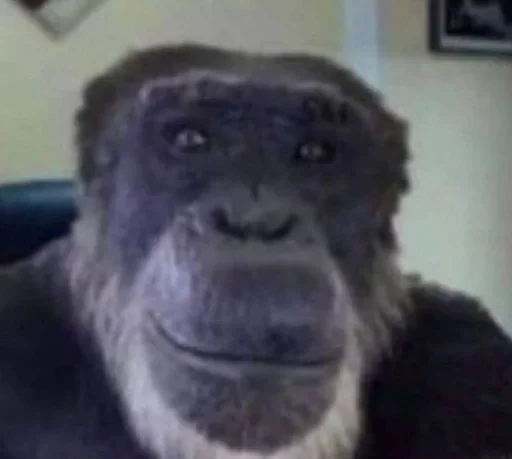 🦍 Стикер «пиздец...» для Telegram