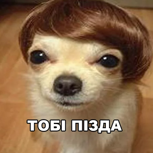 😡 Стикер «fondateur7» для Telegram
