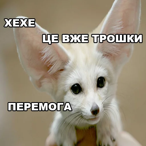 😏 Стикер «fondateur7» для Telegram