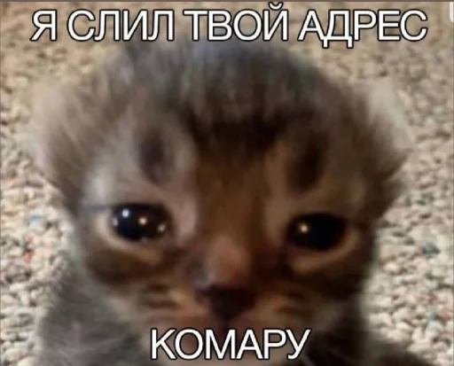 🤩 Стикер «𝔓𝔬𝔡𝔳𝔞𝔩 𝔐𝔦𝔷𝔲𝔨» для Telegram