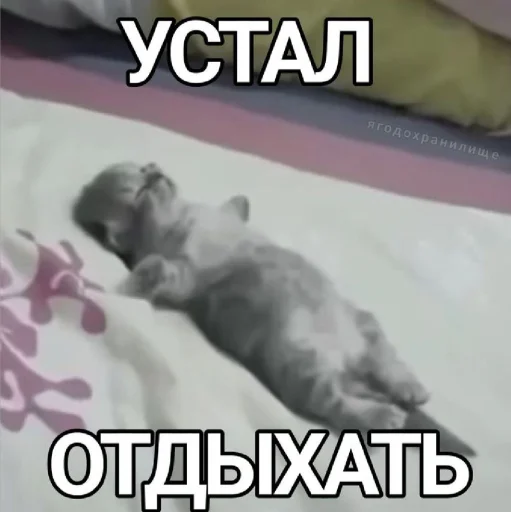 🤩 Стикер «𝔓𝔬𝔡𝔳𝔞𝔩 𝔐𝔦𝔷𝔲𝔨» для Telegram