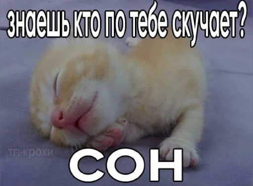 🤩 Стикер «𝔓𝔬𝔡𝔳𝔞𝔩 𝔐𝔦𝔷𝔲𝔨» для Telegram