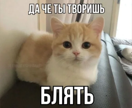 🤩 Стикер «𝔓𝔬𝔡𝔳𝔞𝔩 𝔐𝔦𝔷𝔲𝔨» для Telegram