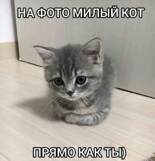 🤩 Стикер «𝔓𝔬𝔡𝔳𝔞𝔩 𝔐𝔦𝔷𝔲𝔨» для Telegram