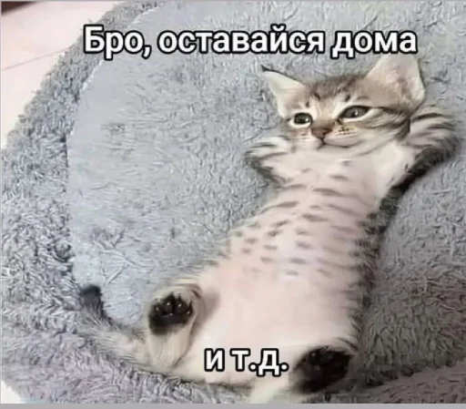 🤩 Стикер «𝔓𝔬𝔡𝔳𝔞𝔩 𝔐𝔦𝔷𝔲𝔨» для Telegram