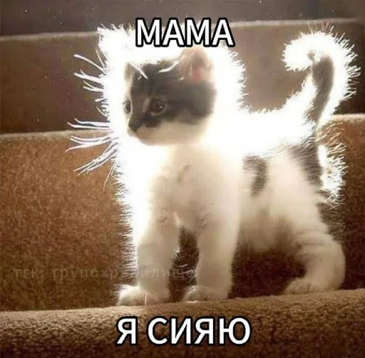 🤩 Стикер «𝔓𝔬𝔡𝔳𝔞𝔩 𝔐𝔦𝔷𝔲𝔨» для Telegram