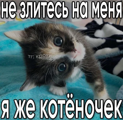 🤩 Стикер «𝔓𝔬𝔡𝔳𝔞𝔩 𝔐𝔦𝔷𝔲𝔨» для Telegram