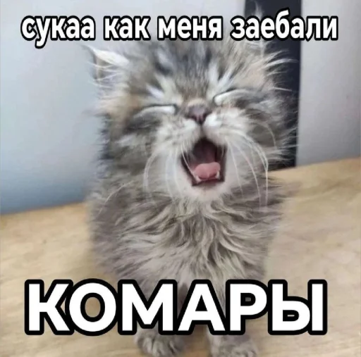 🤩 Стикер «𝔓𝔬𝔡𝔳𝔞𝔩 𝔐𝔦𝔷𝔲𝔨» для Telegram