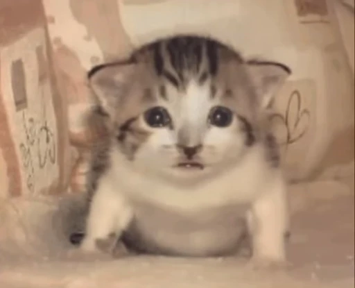 🐈 Стикер «sticks be 663» для Telegram