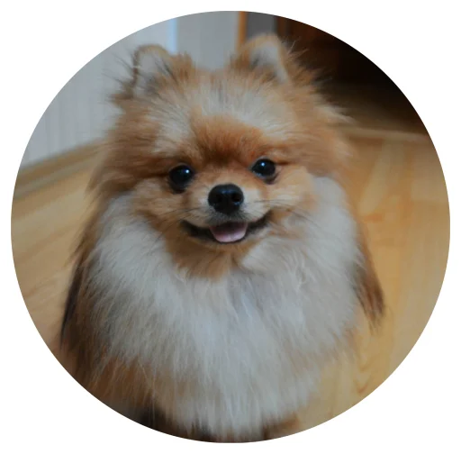 🤩 Стикер «БОНЯ» для Telegram