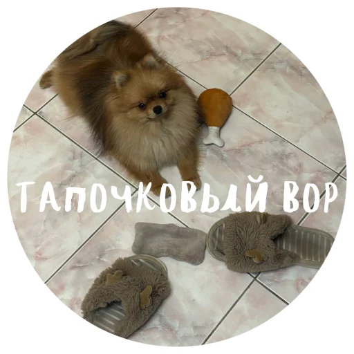🤩 Стикер «БОНЯ» для Telegram