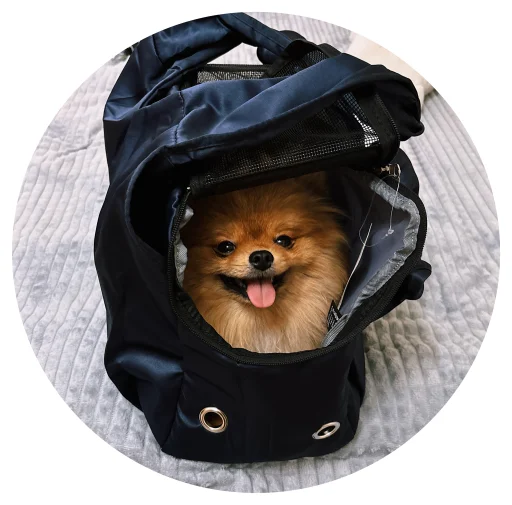🤩 Стикер «БОНЯ» для Telegram