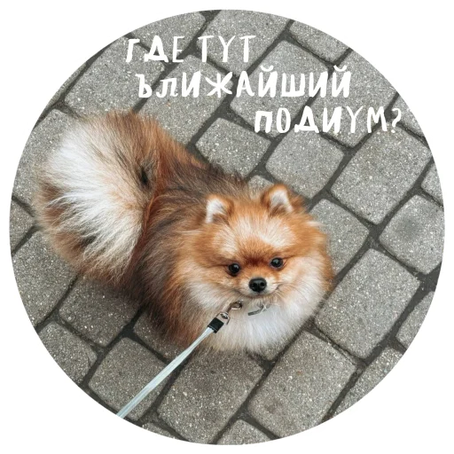 🤩 Стикер «БОНЯ» для Telegram