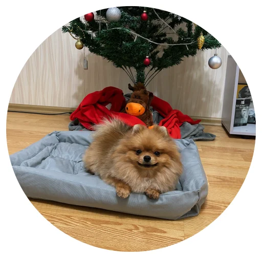 🤩 Стикер «БОНЯ» для Telegram