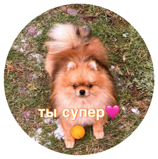 🤩 Стикер «БОНЯ» для Telegram