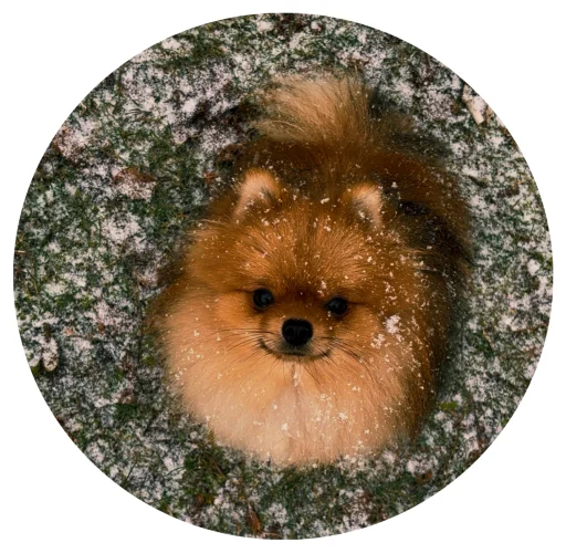 🤩 Стикер «БОНЯ» для Telegram