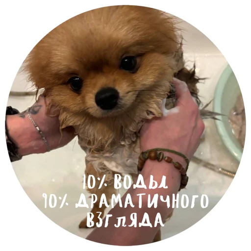 🤩 Стикер «БОНЯ» для Telegram