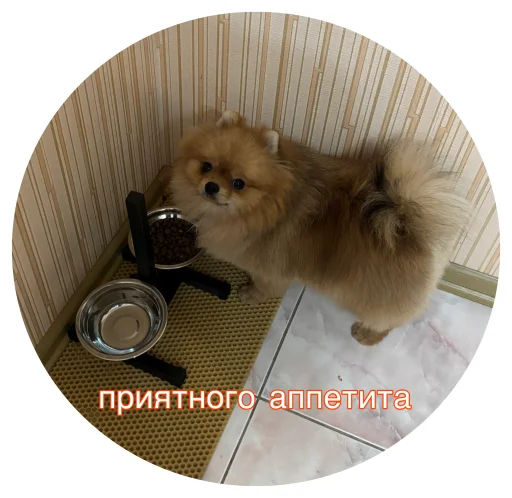 🤩 Стикер «БОНЯ» для Telegram