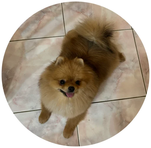 🤩 Стикер «БОНЯ» для Telegram