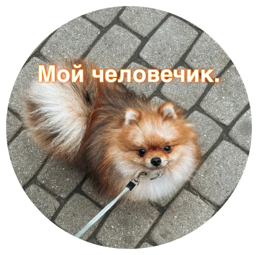 🤩 Стикер «БОНЯ» для Telegram