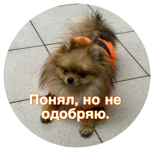 🤩 Стикер «БОНЯ» для Telegram